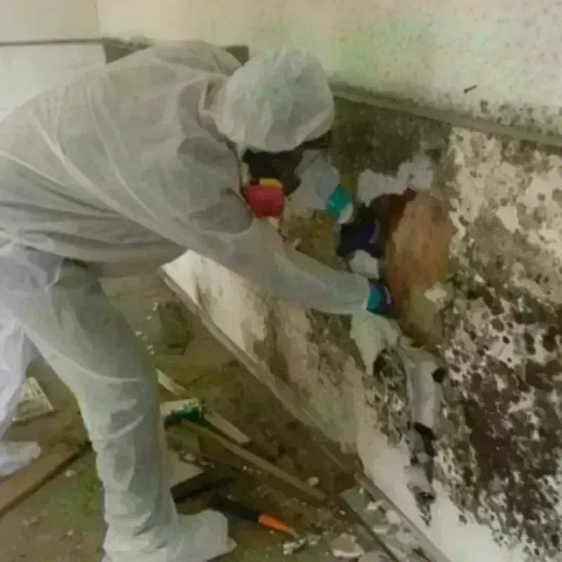 Mold Remediation and Removal in Kearns, UT